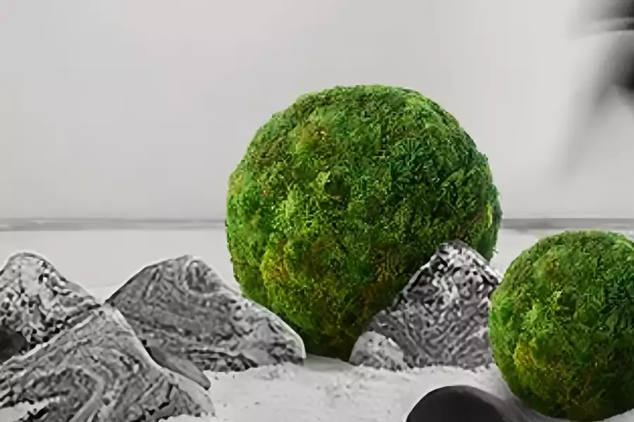 Green Plant Décor—Moss Ball