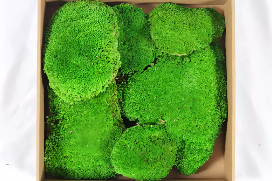 Preserved White Reindeer Moss