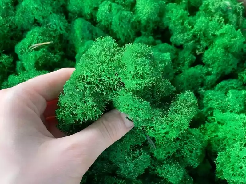 苔藓原材料